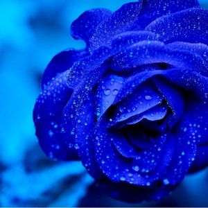 Meet your Posher, Lise